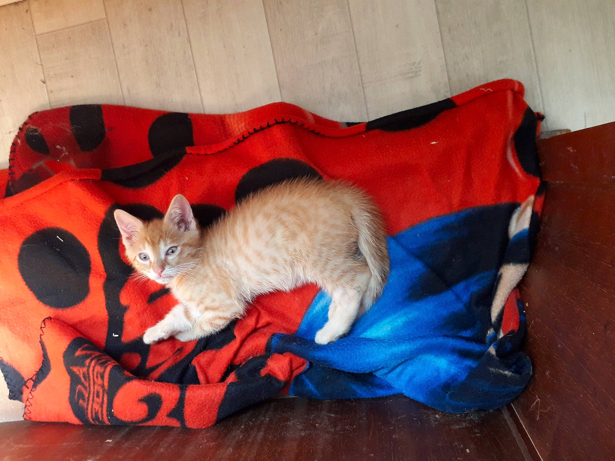 Ronron participe au concours pour gagner de l'argent avec cette photo : asian, carnivore, cat, domestic_short_haired_cat, european_shorthair, fawn, felidae, german_rex, kitten, mammal, small_to_medium_sized_cats, tail, vertebrate, whiskers