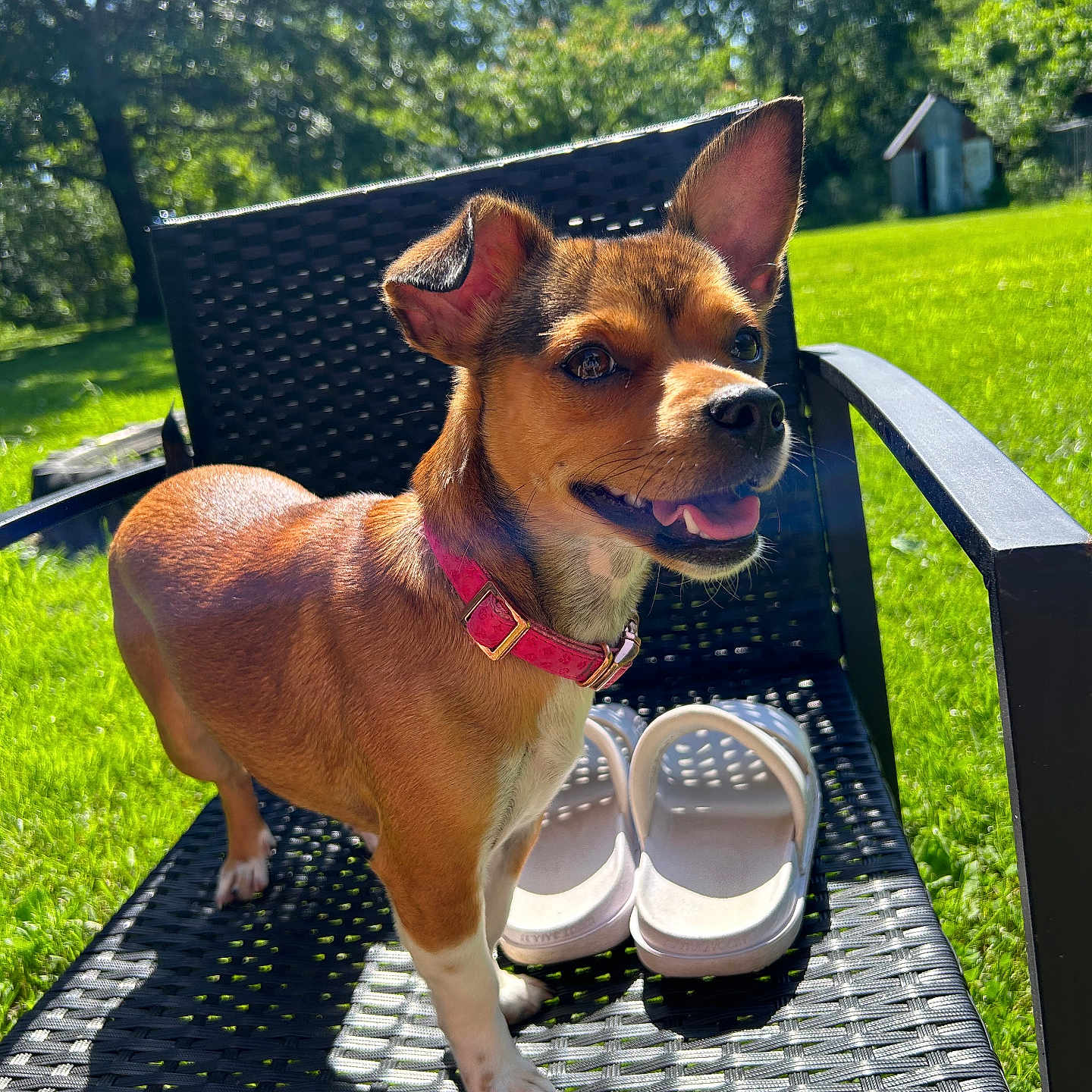 Lola joined the competition — help win amazing prizes! animal, canine, clothing, dog, face, footwear, furniture, grass, head, lawn, nature, outdoors, park, person, pet, plant, puppy, sandal, shoe, summer