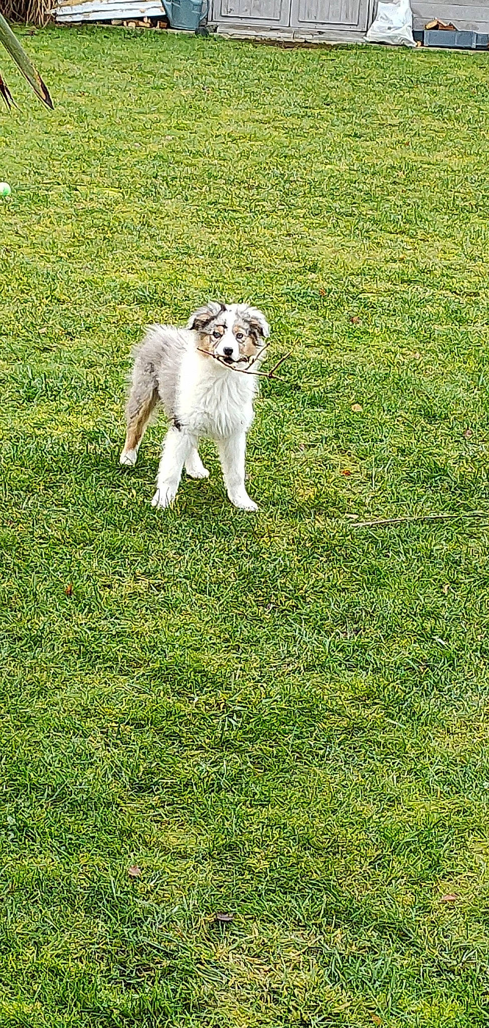 Timba participe au concours pour gagner de l'argent avec cette photo : canidae, carnivore, companion_dog, dog, dog_breed, field, grass, grassland, groundcover, lawn, meadow, pasture, plant, sporting_group, tail, terrestrial_animal, working_animal, working_dog