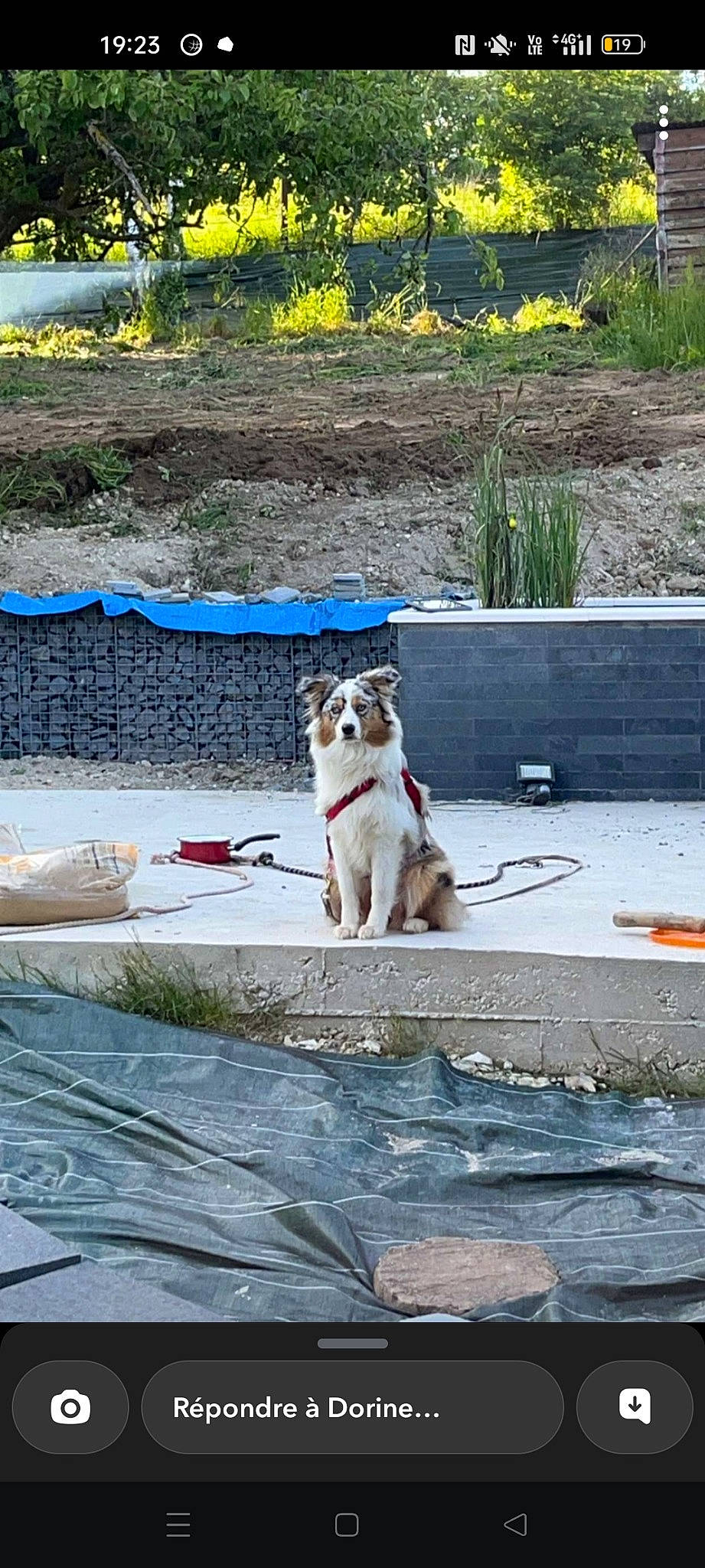 Timba a rejoint le concours — aidez-le/la à gagner de superbes lots ! canidae, carnivore, chair, collar, companion_dog, dog, dog_breed, flooring, leash, leisure, pet_supply, plant, recreation, road_surface, sidewalk, tail, tree, water, wood, working_animal