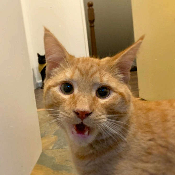 Cayde is registered to the contest to win money with this photo: aegean_cat, arabian_mau, asian, australian_mist, carnivore, cat, domestic_short_haired_cat, european_shorthair, fawn, felidae, german_rex, kitten, mammal, ojos_azules, small_to_medium_sized_cats, snout, tabby_cat, vertebrate, whiskers