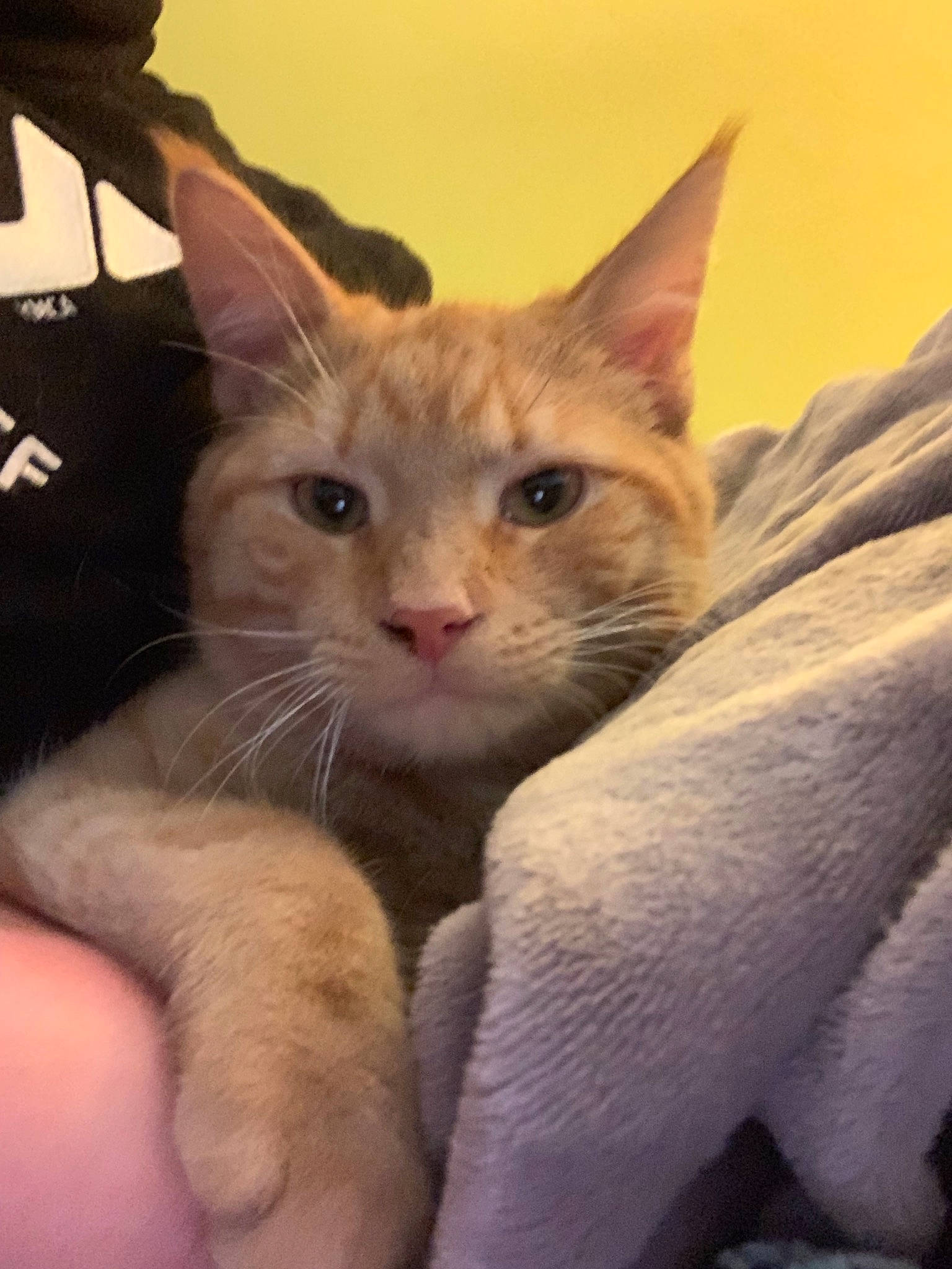 Cayde joined the competition — help win amazing prizes! aegean_cat, arabian_mau, asian, carnivore, cat, colorpoint_shorthair, domestic_short_haired_cat, fawn, felidae, german_rex, javanese, kitten, mammal, ojos_azules, oriental_longhair, polydactyl_cat, small_to_medium_sized_cats, snout, vertebrate, whiskers