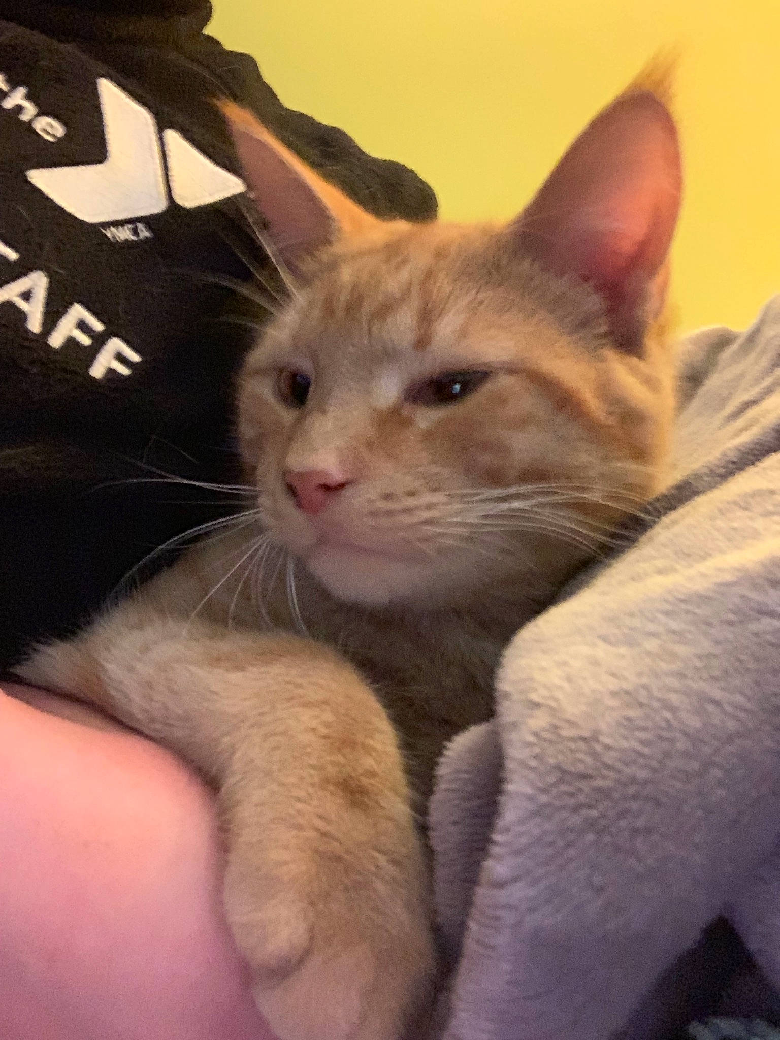 Cayde is registered to the contest to win money with this photo: asian, carnivore, cat, colorpoint_shorthair, domestic_short_haired_cat, fawn, felidae, german_rex, javanese, kitten, mammal, oriental_longhair, small_to_medium_sized_cats, snout, vertebrate, whiskers