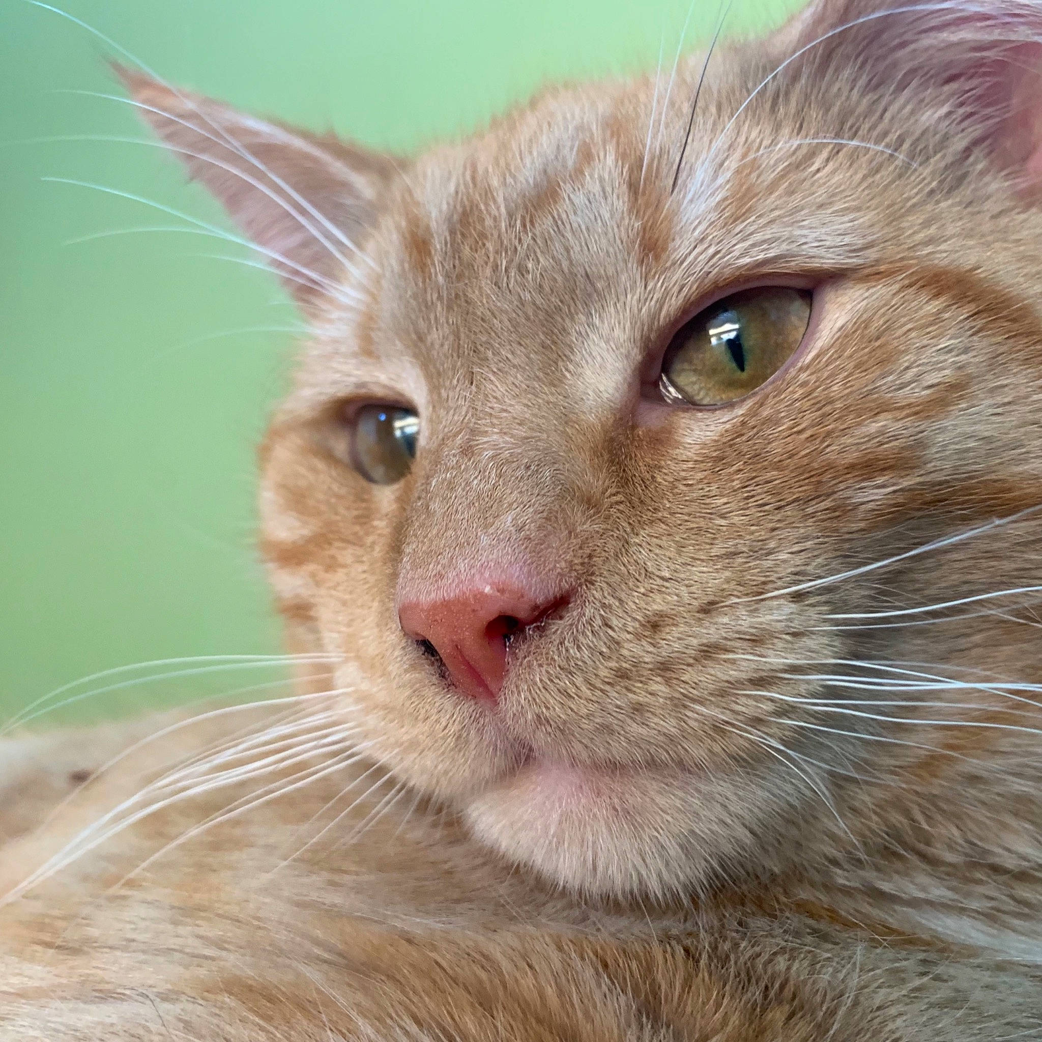 Cayde joined the competition — help win amazing prizes! asian, carnivore, cat, close_up, fawn, felidae, javanese, kitten, mammal, oriental_longhair, small_to_medium_sized_cats, snout, somali, vertebrate, whiskers