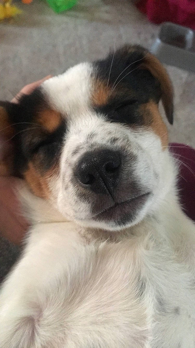 Bella Maria joined the competition — help win amazing prizes! canidae, carnivore, chilean_fox_terrier, companion_dog, danish_swedish_farmdog, dog, dog_breed, jack_russell_terrier, mammal, nose, parson_russell_terrier, puppy, puppy_love, rare_breed_dog, russell_terrier, smooth_fox_terrier, snout, sporting_group, vertebrate