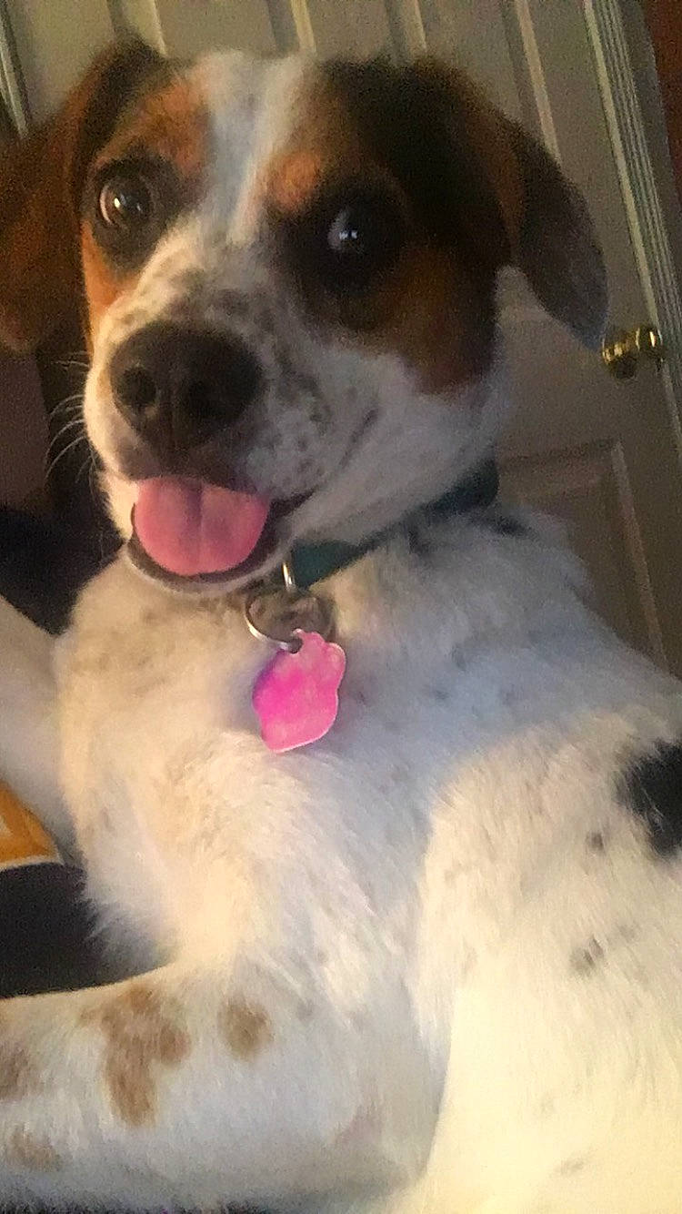 Bella Maria is registered to the contest to win money with this photo: canidae, carnivore, companion_dog, danish_swedish_farmdog, dog, dog_breed, ear, fawn, fur, mammal, nose, puppy, puppy_love, rat_terrier, russell_terrier, snout, sporting_group, st_bernard, tongue, whiskers