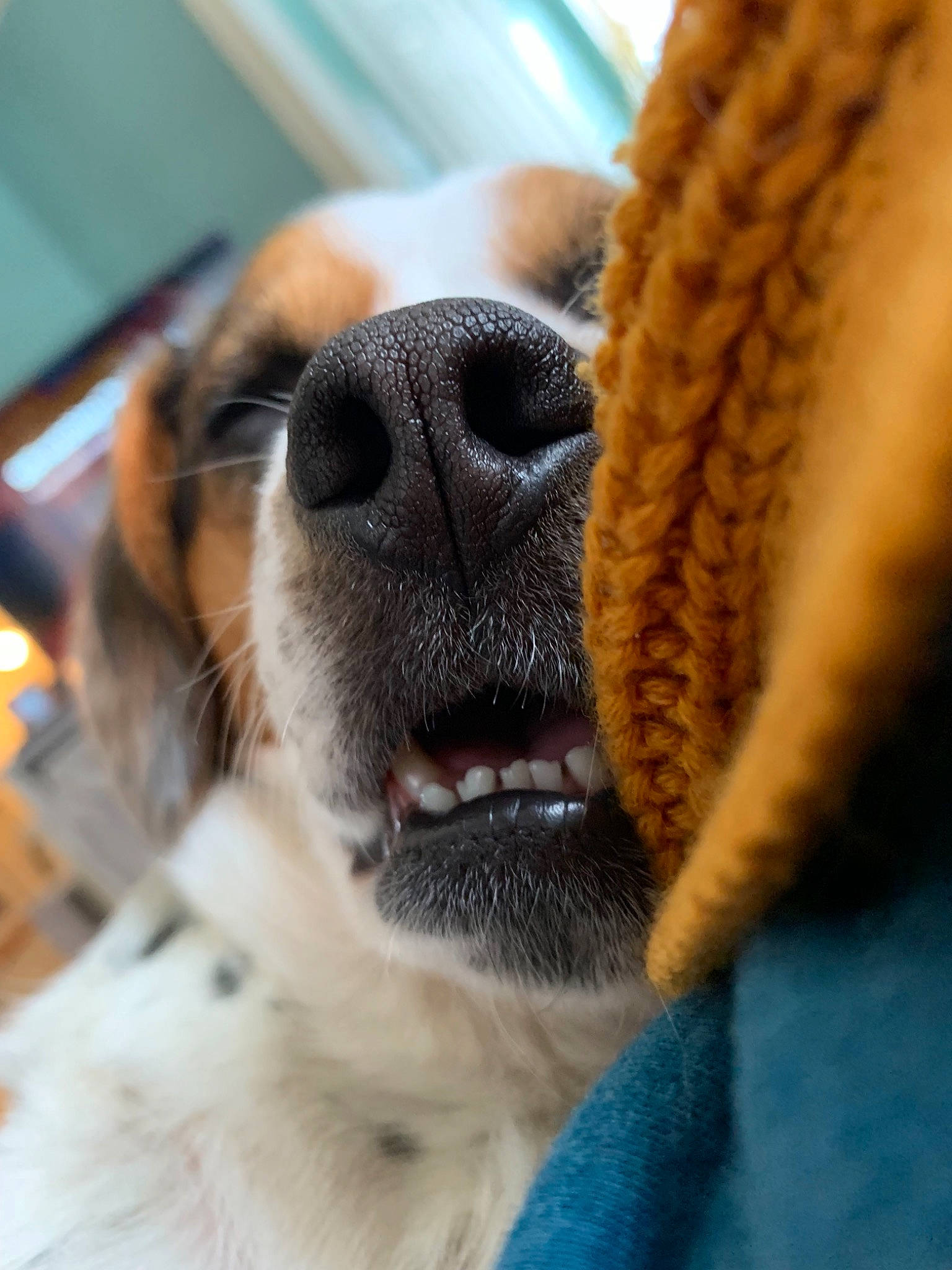 Bella Maria joined the competition — help win amazing prizes! canidae, carnivore, close_up, companion_dog, dog, dog_breed, fur, nose, puppy, puppy_love, snout, sporting_group, whiskers