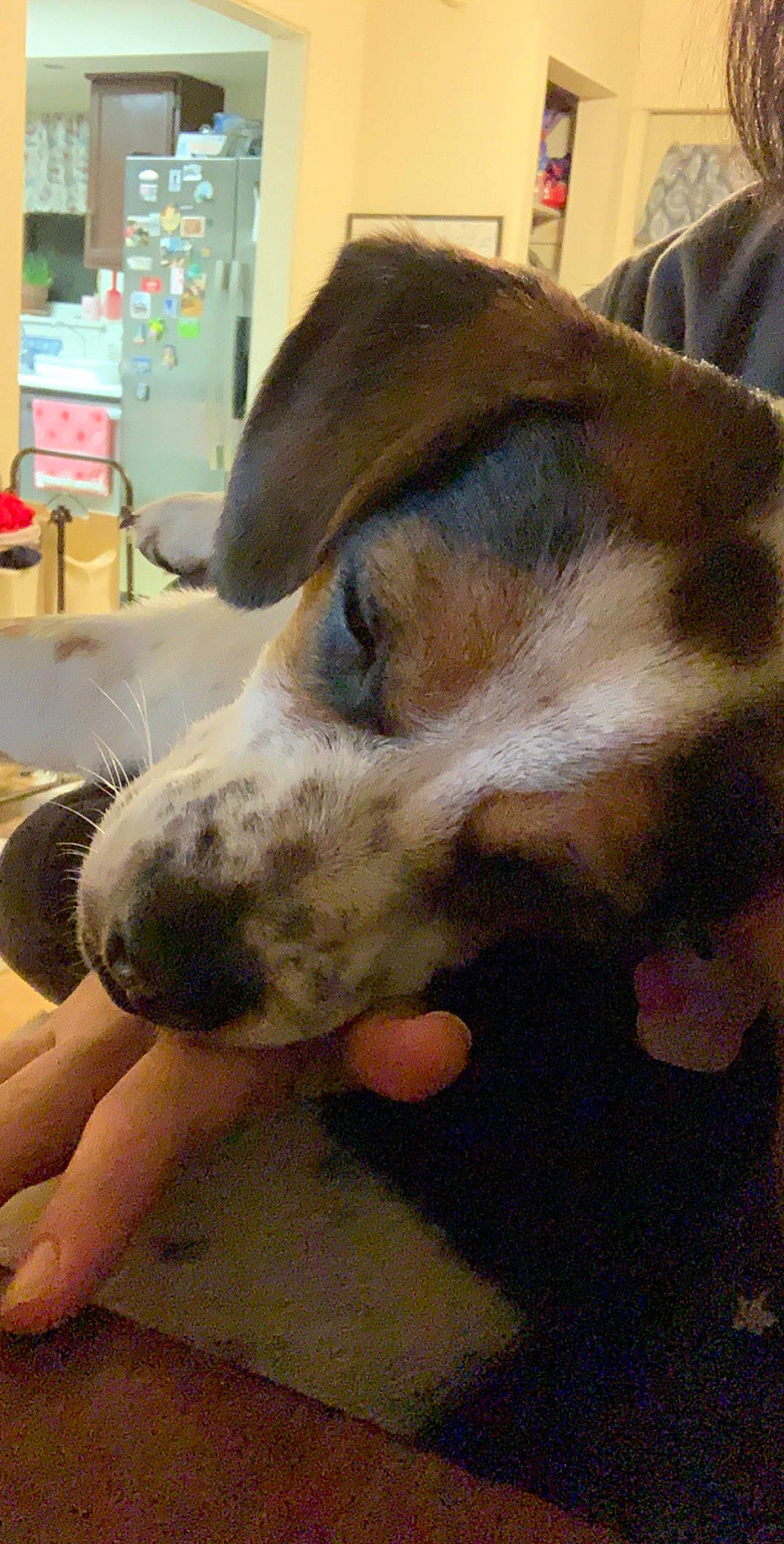 Bella Maria is registered to the contest to win money with this photo: beagle, canidae, carnivore, dog, dog_breed, ear, mammal, nose, pocket_beagle, puppy_love, snout, sporting_group