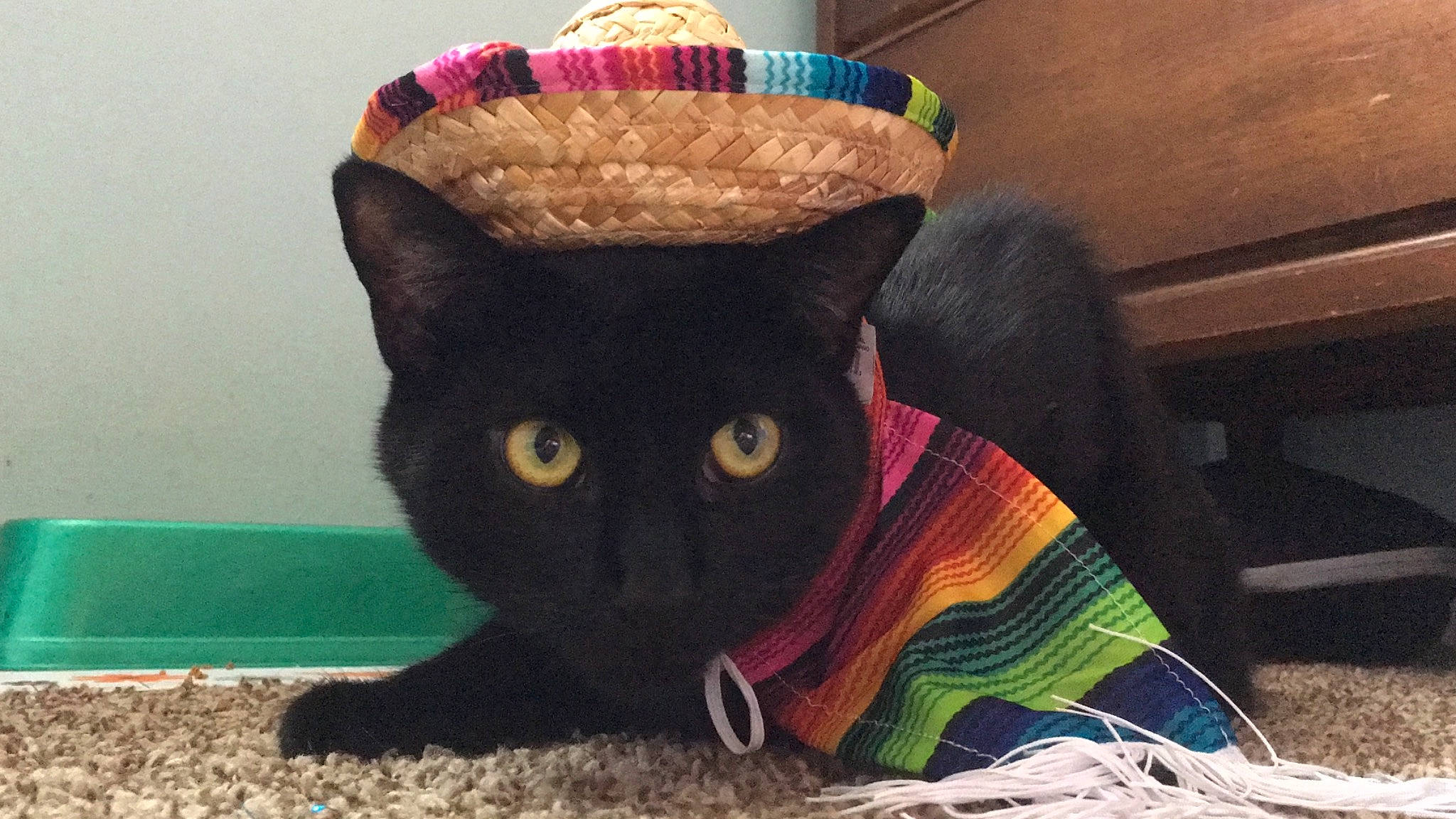 Mr.midnight is registered to the contest to win money with this photo: asian, black_cat, bombay, carnivore, cat, crochet, domestic_short_haired_cat, felidae, fur, kitten, korat, russian_blue, sitting, small_to_medium_sized_cats, tail, thread, whiskers