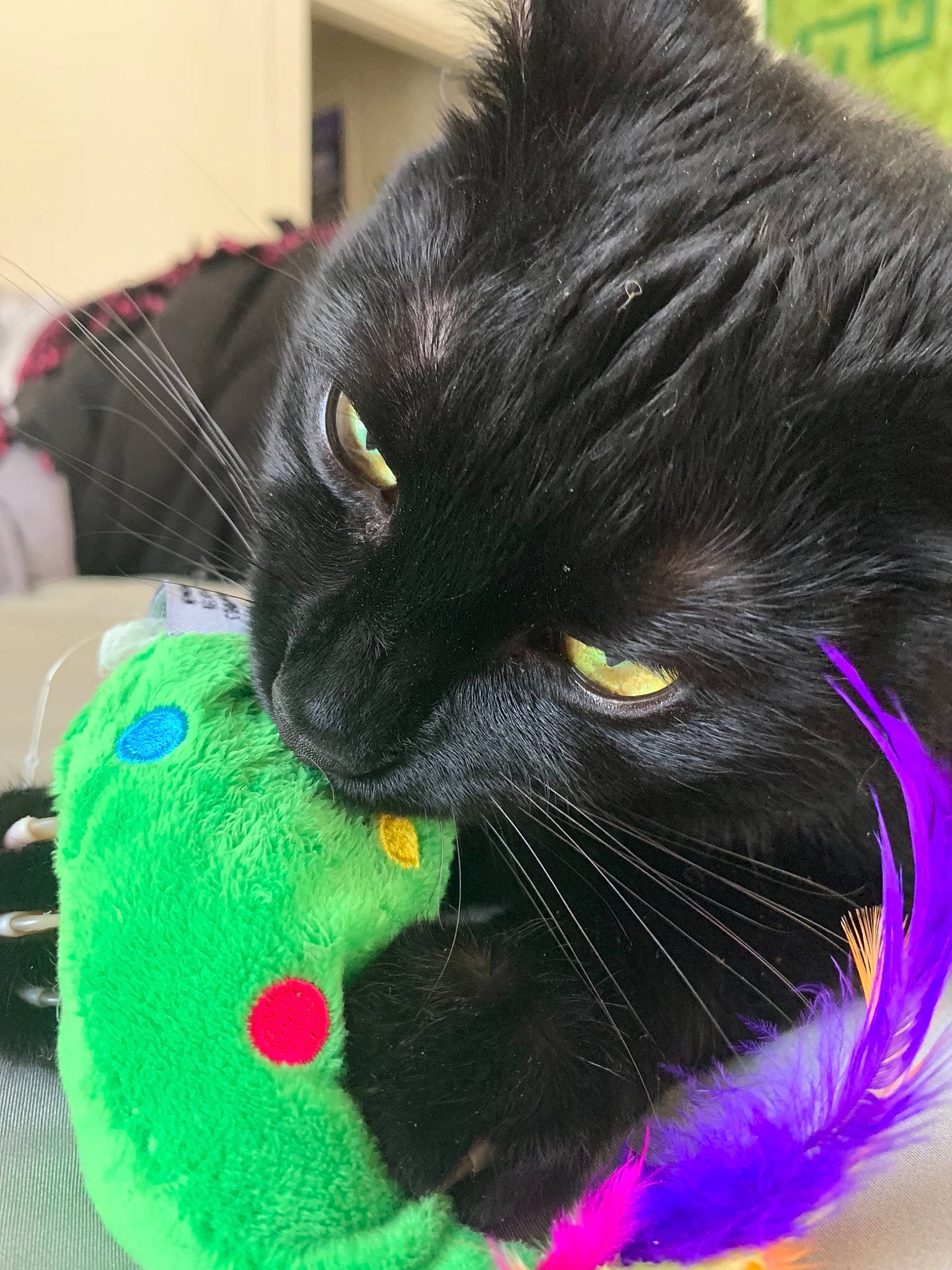 Mr.midnight joined the competition — help win amazing prizes! black, black_cat, bombay, carnivore, cat, domestic_short_haired_cat, felidae, fur, green, small_to_medium_sized_cats, snout, whiskers