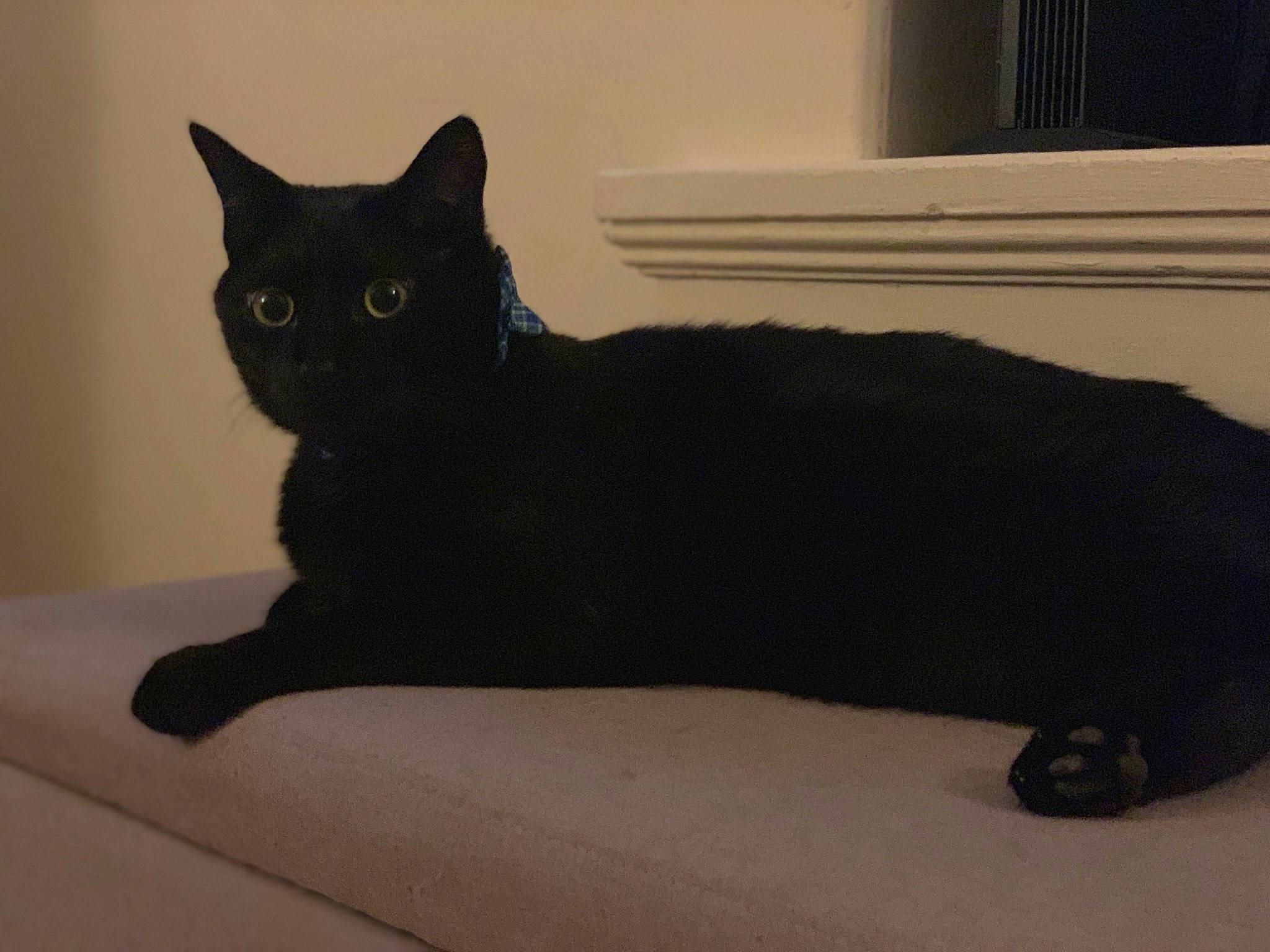 Mr.midnight is registered to the contest to win money with this photo: asian, black, black_cat, bombay, british_shorthair, burmese, carnivore, cat, domestic_short_haired_cat, felidae, mammal, small_to_medium_sized_cats, tail, vertebrate, whiskers