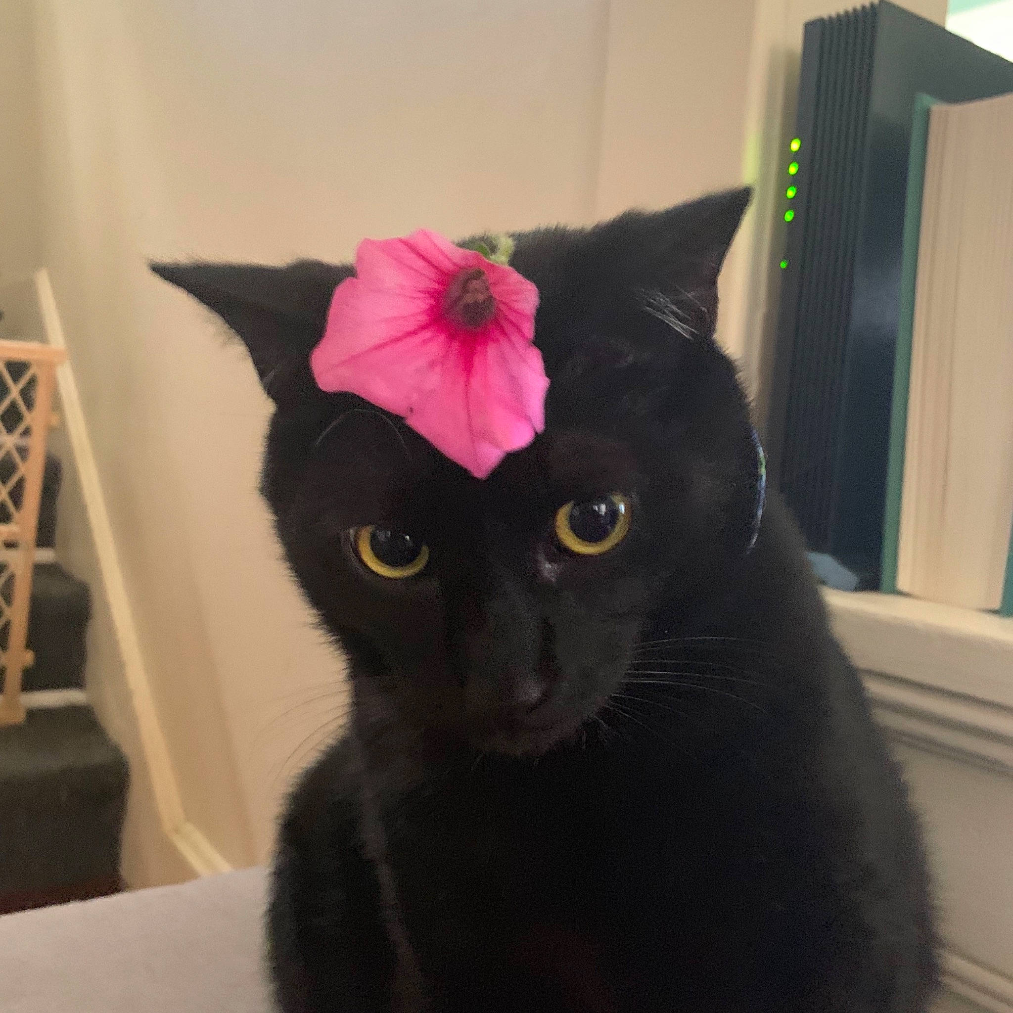 Mr.midnight joined the competition — help win amazing prizes! asian, black, black_cat, bombay, british_shorthair, carnivore, cat, domestic_short_haired_cat, ear, eye, felidae, fur, mammal, pink, plant, small_to_medium_sized_cats, snout, tail, whiskers