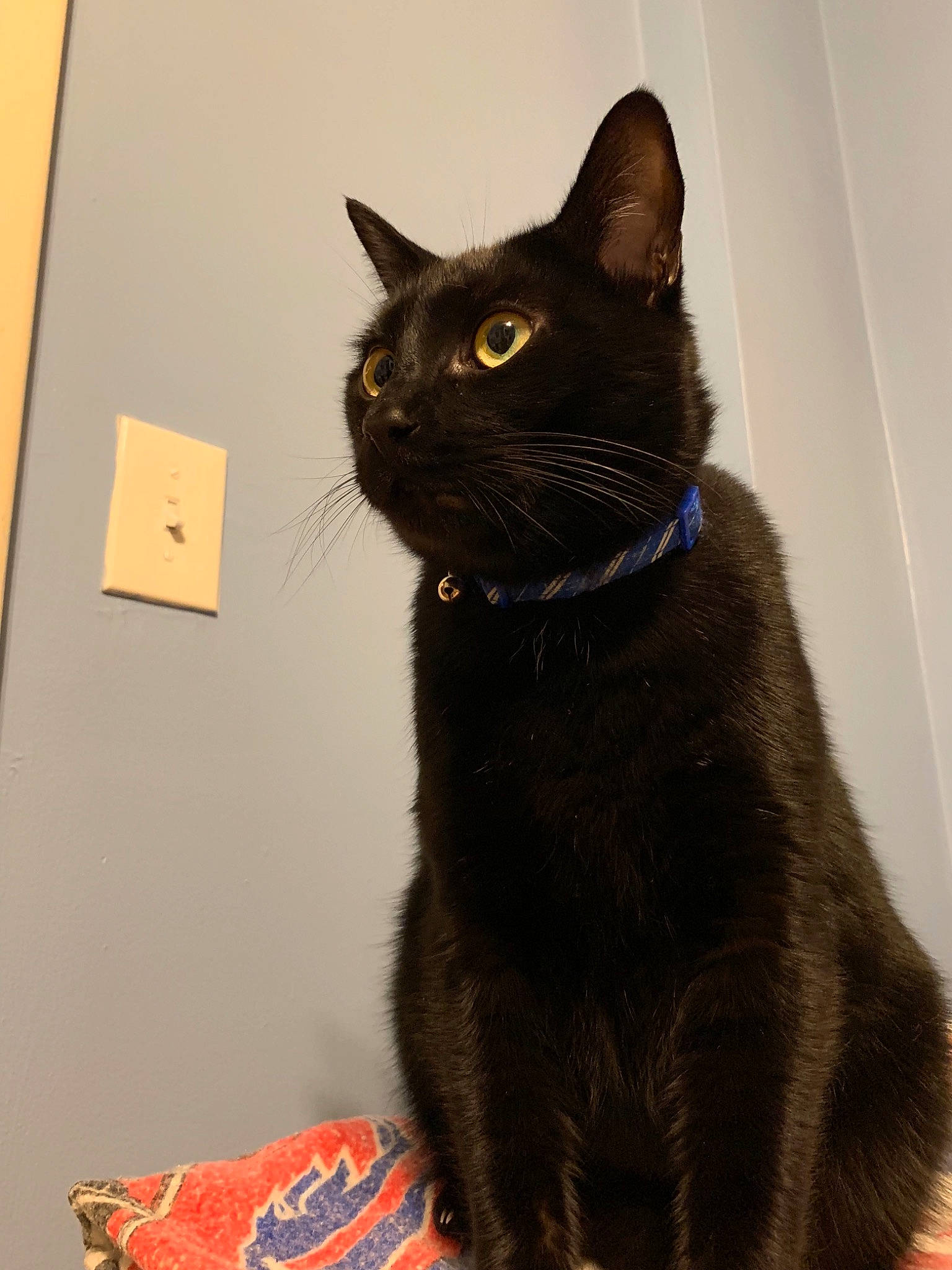 Mr.midnight is registered to the contest to win money with this photo: asian, black_cat, bombay, carnivore, cat, domestic_short_haired_cat, felidae, havana_brown, korat, mammal, small_to_medium_sized_cats, whiskers