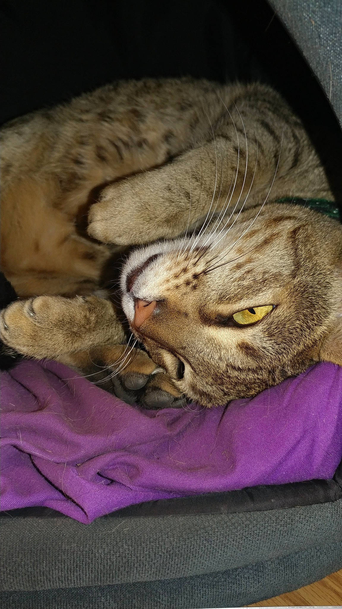 Cougar joined the competition — help win amazing prizes! bed, carnivore, cat, claw, close_up, comfort, domestic_short_haired_cat, ear, fawn, felidae, fur, linens, magenta, paw, small_to_medium_sized_cats, snout, tail, terrestrial_animal, whiskers, wrinkle