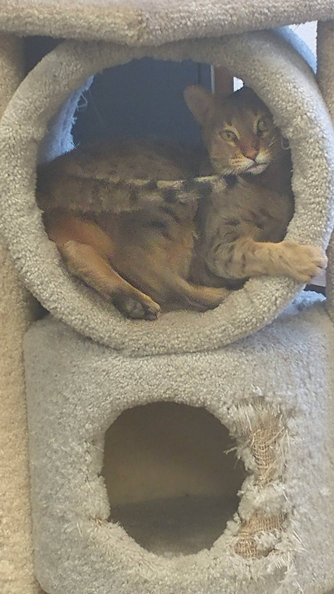 Cougar joined the competition — help win amazing prizes! art, artifact, automotive_tire, automotive_wheel_system, carnivore, carving, cat, circle, felidae, mammal, relief, rock, sculpture, small_to_medium_sized_cats, snout, stone_carving, terrestrial_animal, vertebrate, window, wood