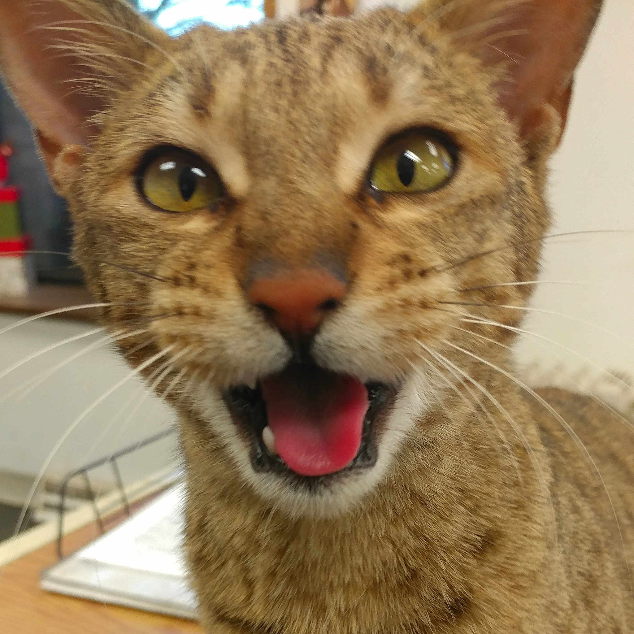 Cougar