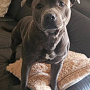 Zack a rejoint le concours — aidez-le/la à gagner de superbes lots ! animal, comfort, companion, couch, curious, dog, domestic_animal, ears, eyes, fur, furniture, grey_dog, household, indoor, living_room, mammal, pet, pillow, relaxation, soft