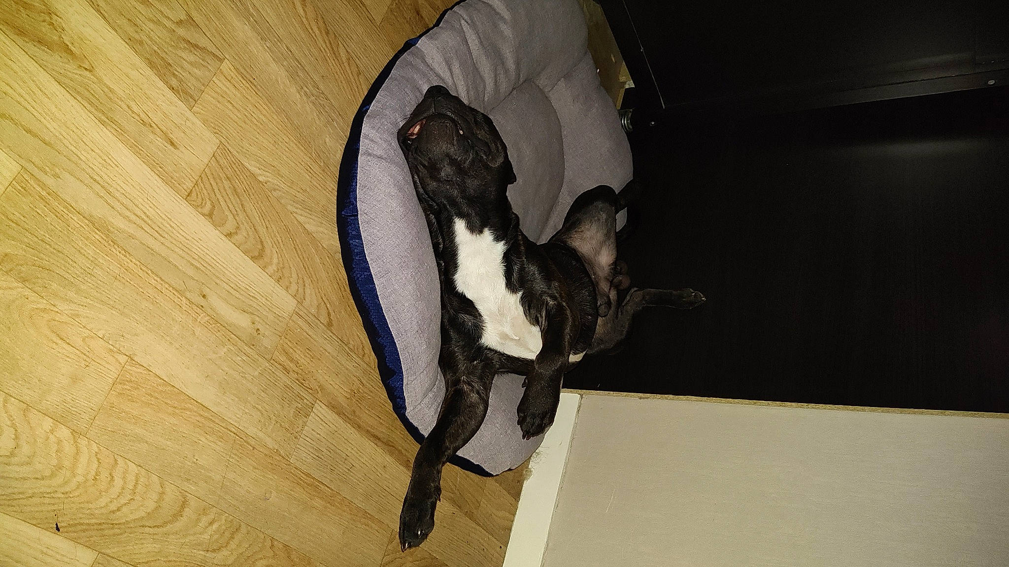 Tex a rejoint le concours — aidez-le/la à gagner de superbes lots ! claw, comfort, feather, felidae, flooring, fur, hardwood, laminate_flooring, plywood, reptile, room, shadow, small_to_medium_sized_cats, sporting_group, tail, whiskers, wing, wood, wood_flooring, wood_stain