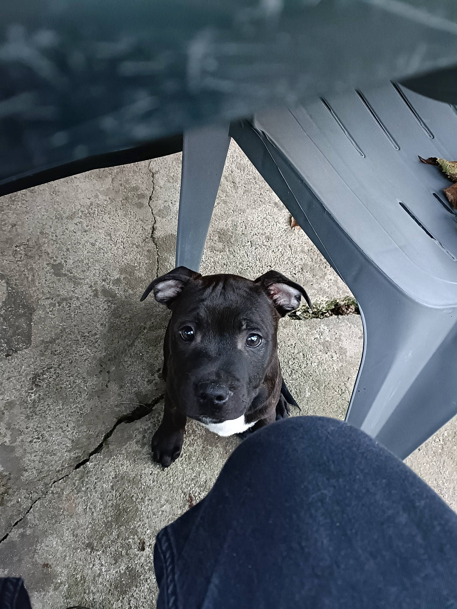 Tex a rejoint le concours — aidez-le/la à gagner de superbes lots ! canidae, carnivore, concrete, dog, dog_breed, non_sporting_group, road_surface, shade, shadow, snout, sporting_group, tail, tints_and_shades, wood, working_animal