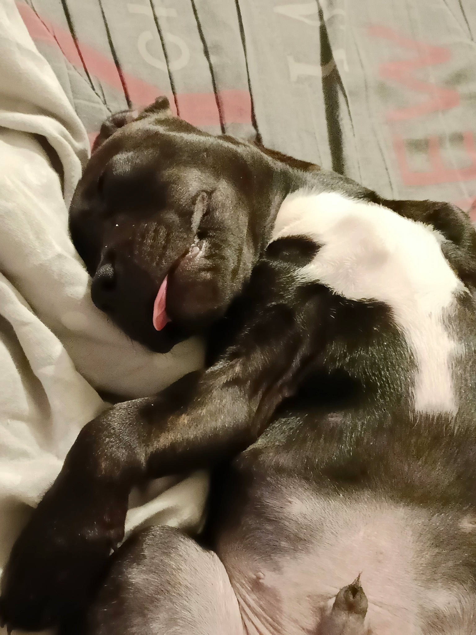 Tex participe au concours pour gagner de l'argent avec cette photo : bored, canidae, carnivore, comfort, companion_dog, dog, dog_breed, fawn, fur, liver, non_sporting_group, paw, sporting_group, terrestrial_animal, whiskers, working_animal, wrinkle