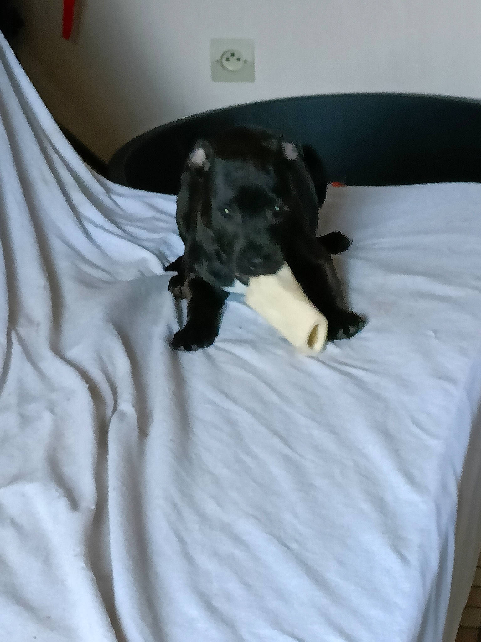 Tex participe au concours pour gagner de l'argent avec cette photo : bed, bedding, borador, canidae, carnivore, comfort, companion_dog, couch, dog, dog_breed, duvet, fawn, fur, guard_dog, linens, sleeve, snout, sporting_group, toy_dog, working_animal