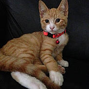 Tiger is registered to the contest to win money with this photo: