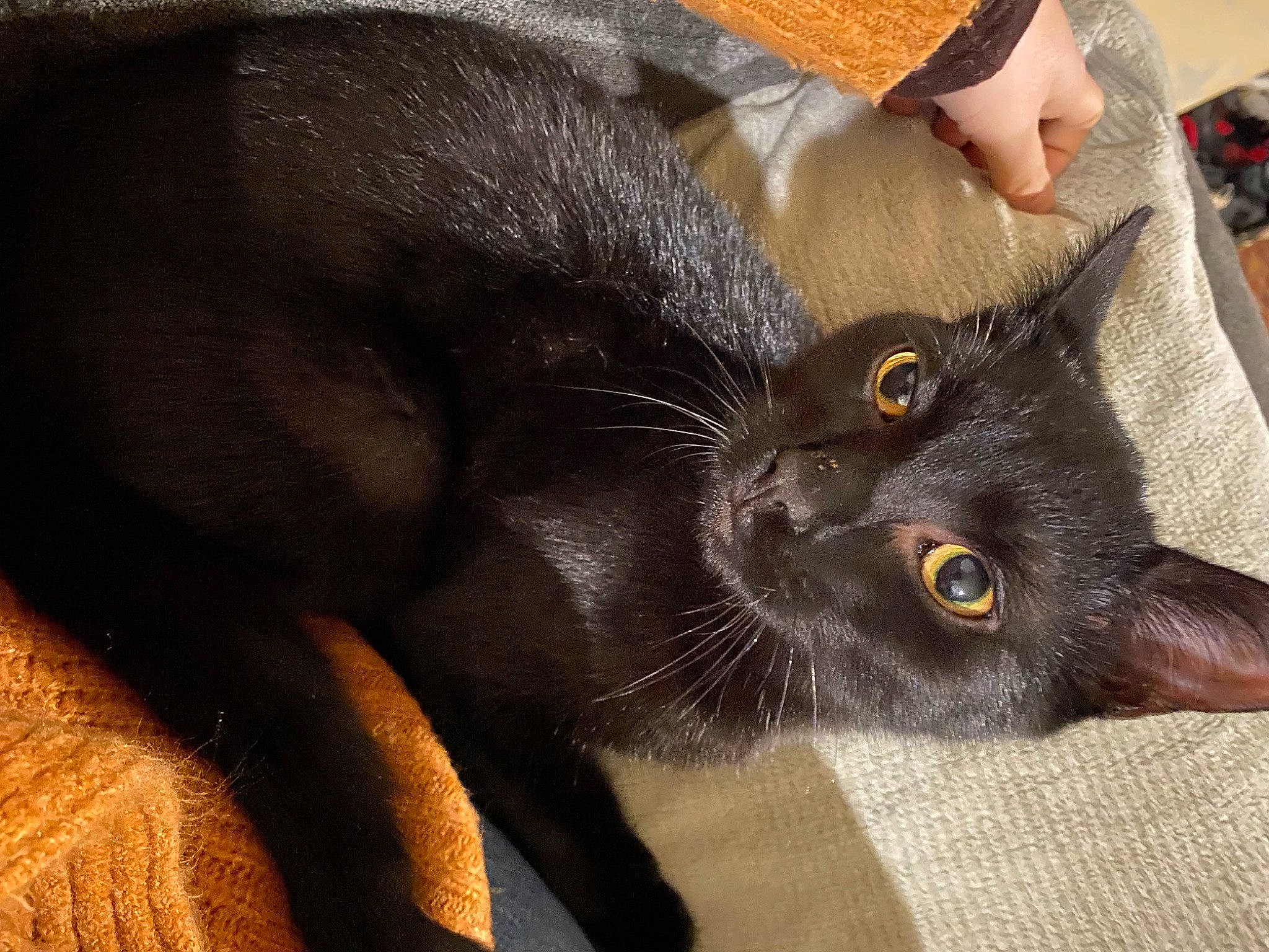 Tyson participe au concours pour gagner de l'argent avec cette photo : black_cat, bombay, carnivore, cat, claw, comfort, domestic_short_haired_cat, ear, felidae, fur, havana_brown, paw, small_to_medium_sized_cats, snout, tail, terrestrial_animal, whiskers