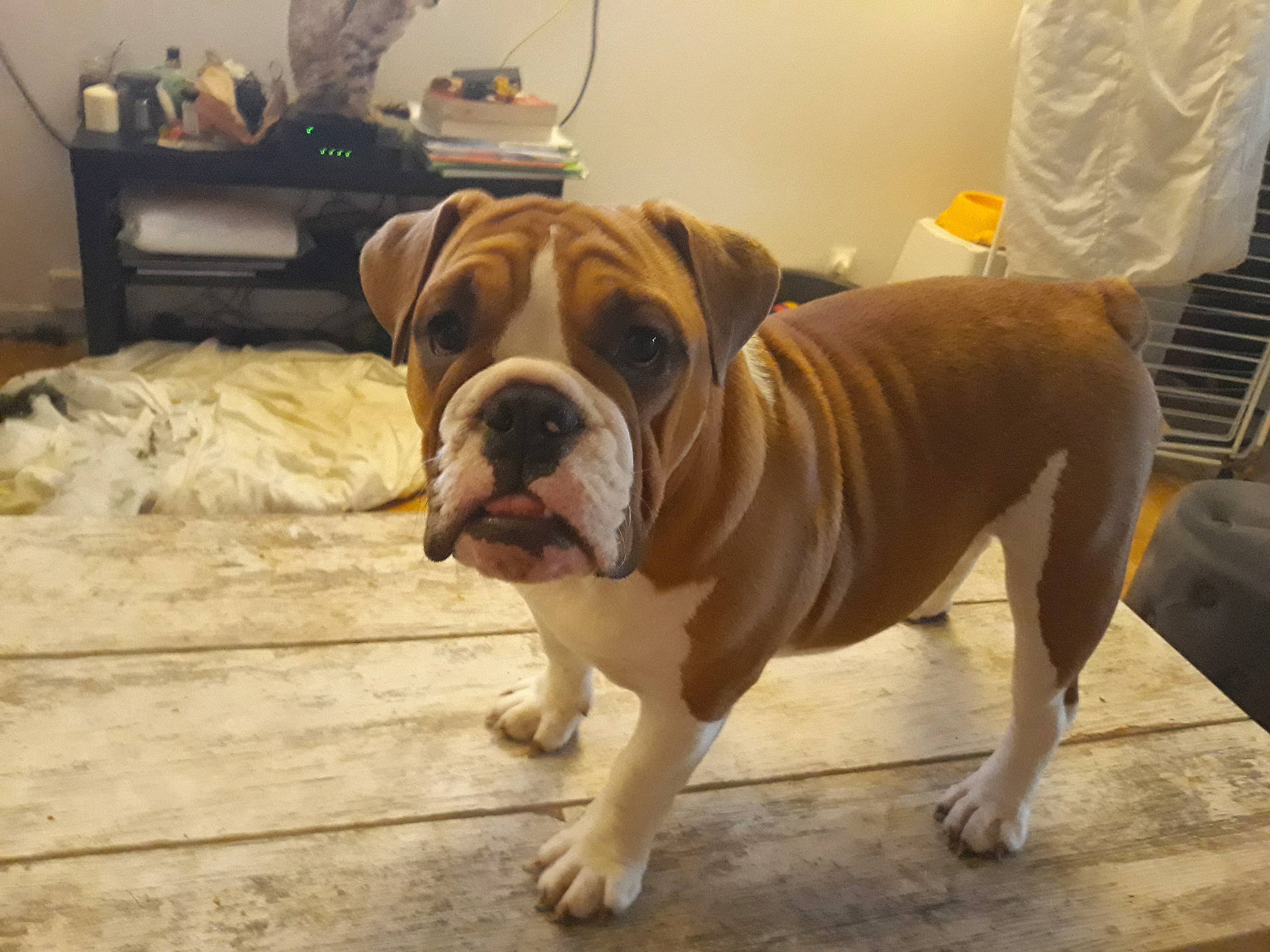 Vaya participe au concours pour gagner de l'argent avec cette photo : animal, architecture, boxer, building, bulldog, canine, dog, frenchbulldog, furniture, hardwood, hound, indoors, interiordesign, livingroom, pet, pitbull, plywood, puppy, room, wood