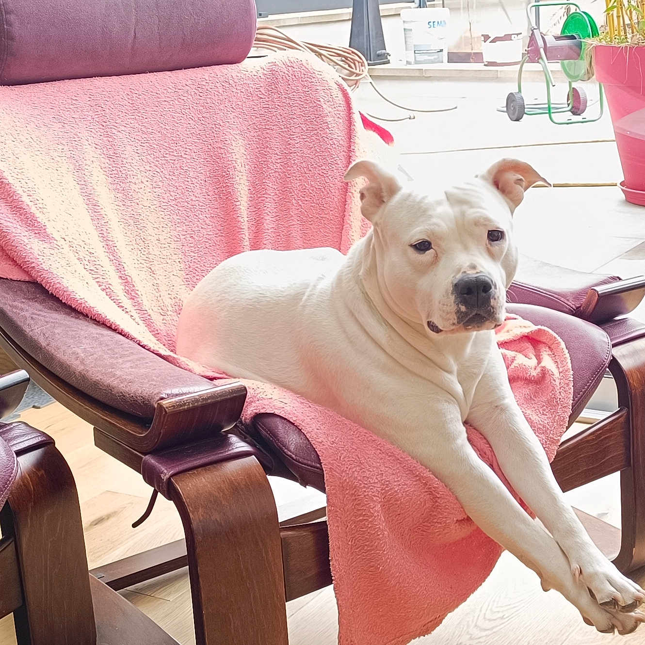 Patate participe au concours pour gagner de l'argent avec cette photo : animal, calm, chair, cozy, dog, domestic, floor, front_paws, home_interior, indoor, lounge, natural_light, pet, pink_towel, plant_pot, relaxing, resting, white_dog, window, wooden_furniture