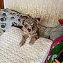 puppy, dog, small_dog, cute, pet, indoor, pillow, blanket, cozy, fur, animal, face, ears, eyes, resting, home, comfortable, colorful, cushion, speckled