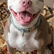 Stella Ella Bella is registered to the contest to win money with this photo: dog, pit_bull, pet, portrait, sitting, smiling, happy, open_mouth, tongue, white_dog, brown_markings, collar, indoors, rug, patterned_rug, floor, front_facing, close_up, animal, photograph