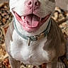 dog, pit_bull, pet, portrait, sitting, smiling, happy, open_mouth, tongue, white_dog, brown_markings, collar, indoors, rug, patterned_rug, floor, front_facing, close_up, animal, photograph