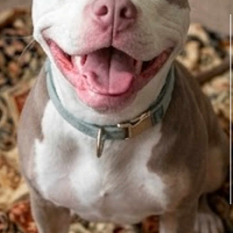 Stella Ella Bella is registered to the contest to win money with this photo: dog, pit_bull, pet, portrait, sitting, smiling, happy, open_mouth, tongue, white_dog, brown_markings, collar, indoors, rug, patterned_rug, floor, front_facing, close_up, animal, photograph