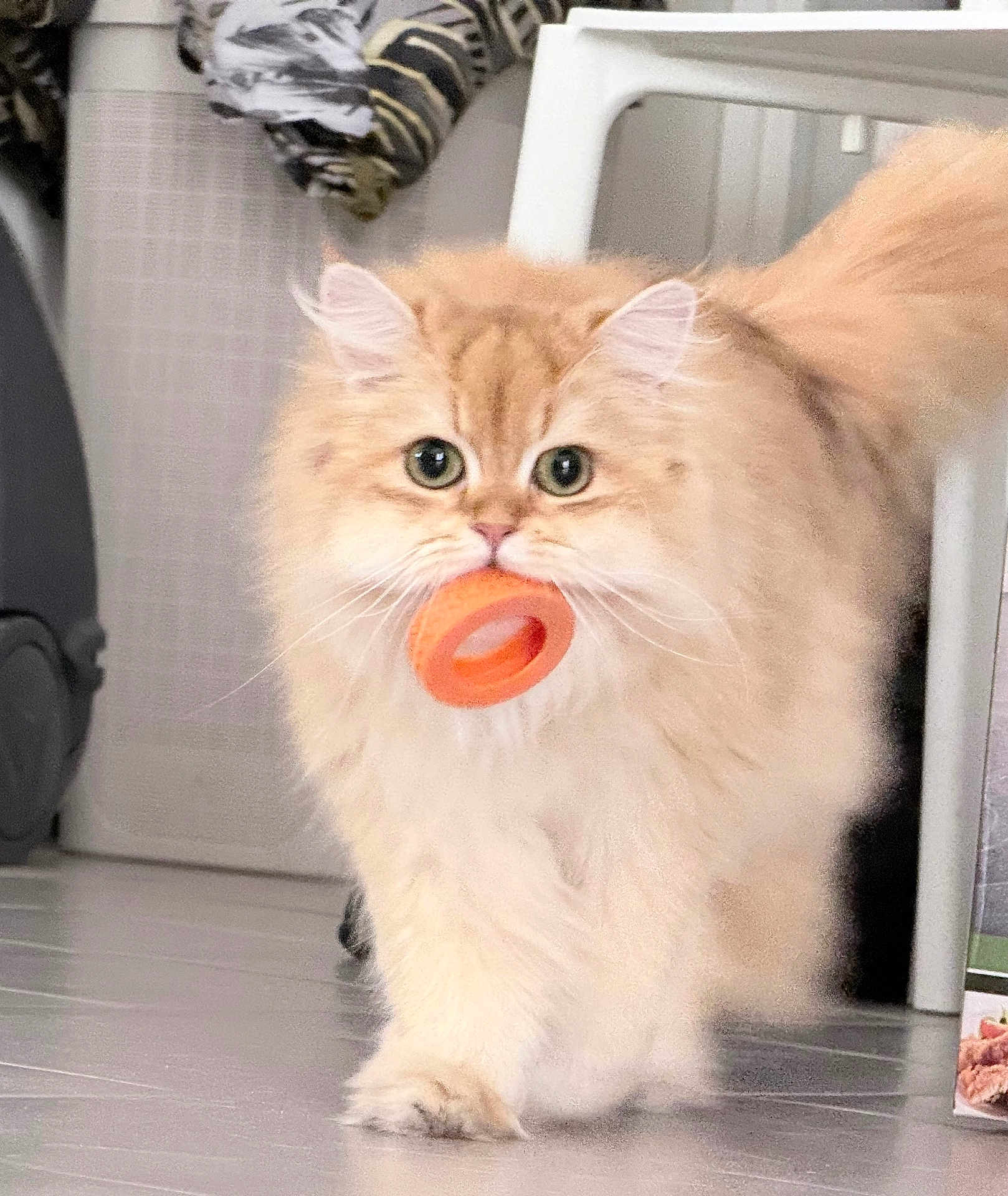 Wilson participe au concours pour gagner de l'argent avec cette photo : cat, fluffy, orange_toy, indoor, floor, pet, animal, walking, cute, feline, household, tabby, playful, domestic_cat, fur, whiskers, tail, close_up, toy, curious