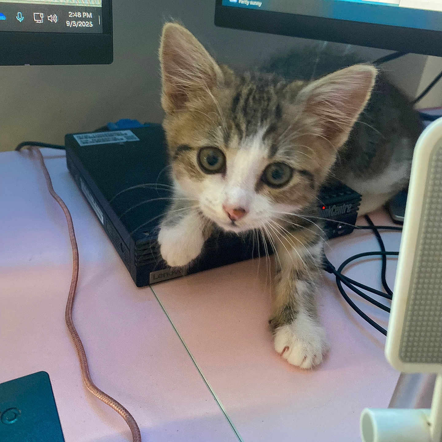 Nibbyl joined the competition — help win amazing prizes! animal, cable, cat, closeup, computer, curious, cute, desk, exploring, feline, indoor, kitten, lenovo, monitor, office, pet, tabby, technology, white_paws, young_cat