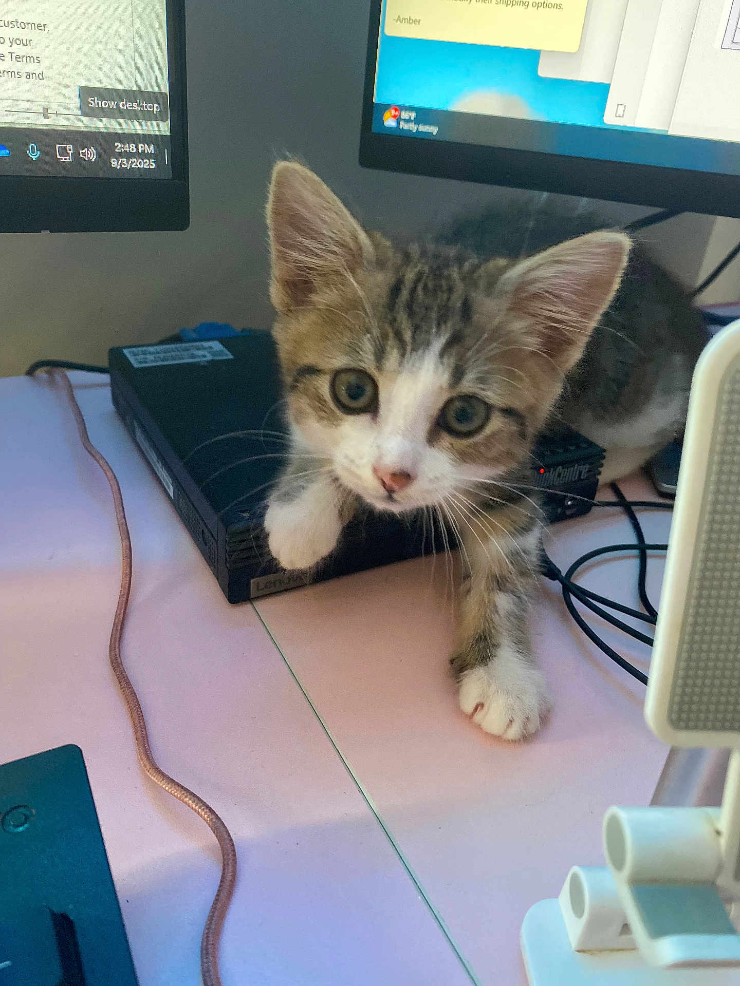 Nibbyl joined the competition — help win amazing prizes! kitten, cat, pet, curious, desk, technology, computer, monitor, lenovo, cable, indoor, closeup, white_paws, tabby, young_cat, exploring, cute, animal, feline, office