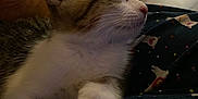 Nibbyl is registered to the contest to win money with this photo: kitten, cat, sleeping, paw, foot, pajamas, pattern, glass_table, indoor, cozy, relaxation, pet, animal, closeup, resting, domestic, feline, cute, soft_light, home