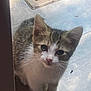 Nibbyl is registered to the contest to win money with this photo: kitten, cat, animal, pet, floor, whiskers, ears, curious, young, feline, indoor, small, cute, fur, tabby, white, face, paws, looking_up, domestic