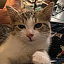 Nibbyl is registered to the contest to win money with this photo: kitten, cat, close_up, paw, fur, whiskers, relaxed, indoor, cozy, fabric, pattern, foot, human, pet, animal, cute, resting, domestic, soft, companion
