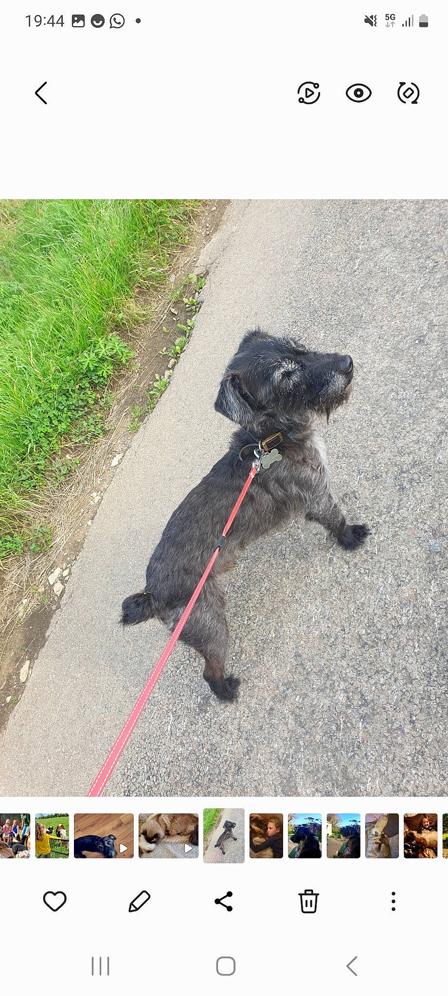 Indy is registered to the contest to win money with this photo: asphalt, canidae, carnivore, collar, companion_dog, dog, dog_breed, dog_collar, dog_supply, fashion_accessory, grass, leash, pet_supply, plant, road_surface, snout, sporting_group, tail, water_dog, working_animal