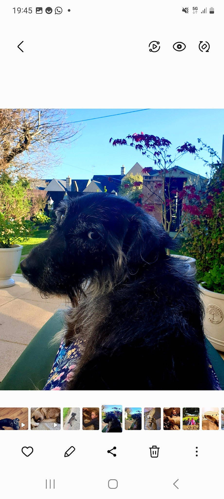 Indy is registered to the contest to win money with this photo: canidae, carnivore, collar, companion_dog, dog, dog_breed, dog_collar, electric_blue, flowerpot, fur, grass, green, plant, rectangle, sky, snout, tints_and_shades, tree, vertebrate, working_animal