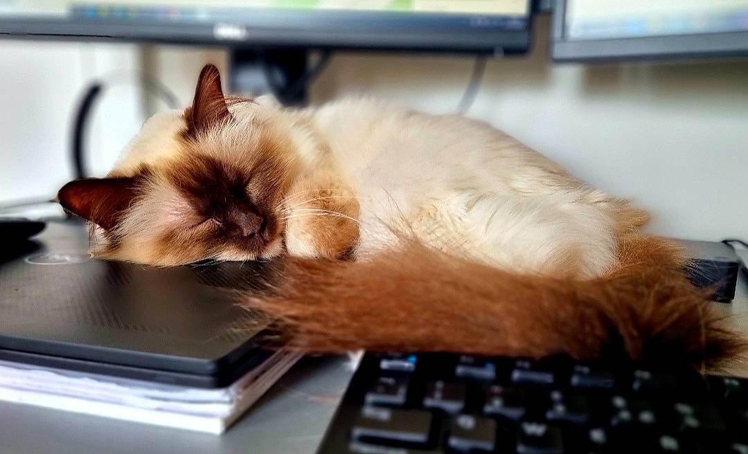 Daisy joined the competition — help win amazing prizes! carnivore, cat, comfort, computer, fawn, felidae, flooring, fur, input_device, laptop, office_equipment, peripheral, personal_computer, siamese, small_to_medium_sized_cats, snout, space_bar, tail, thai, whiskers