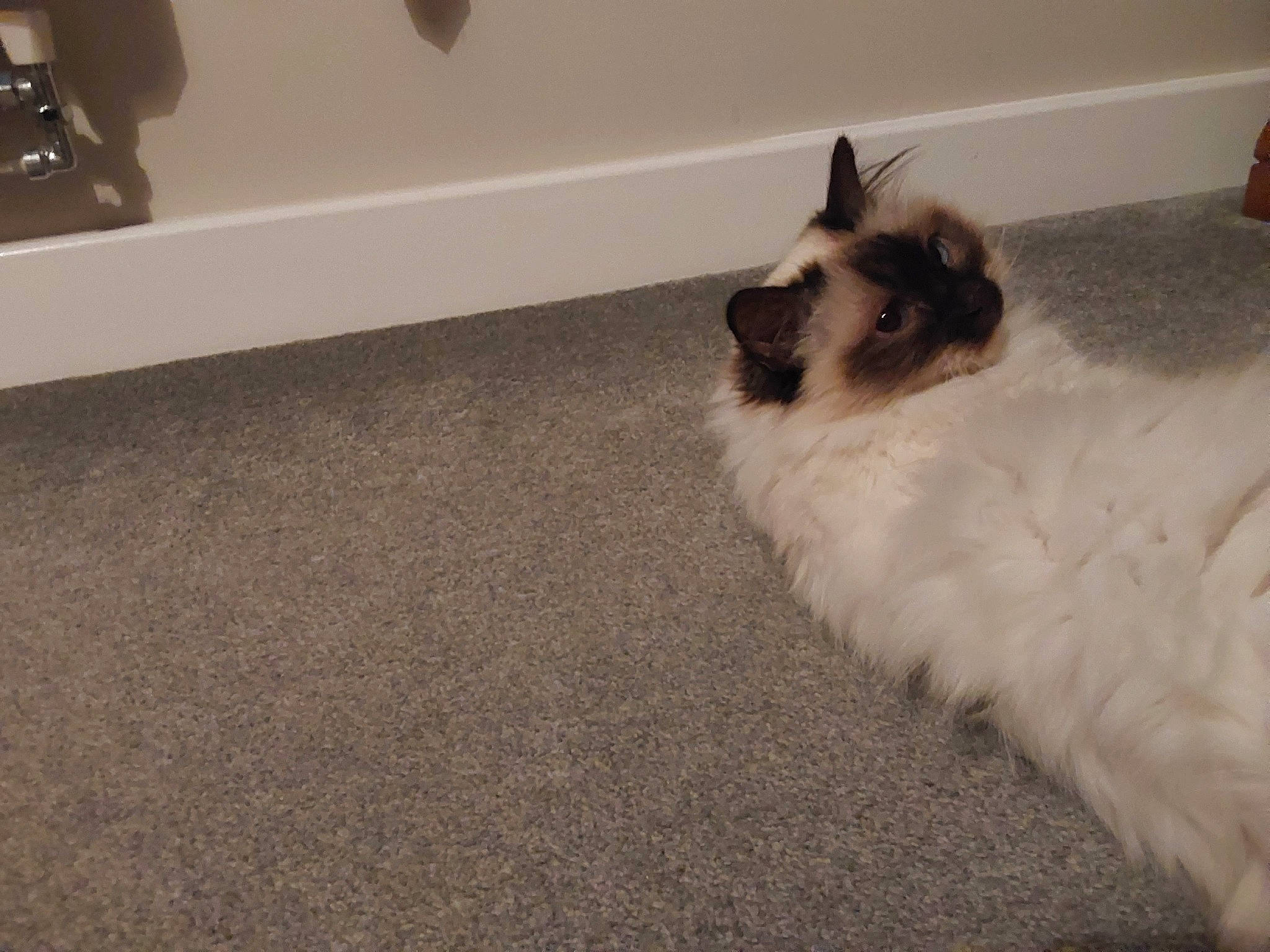 Daisy is registered to the contest to win money with this photo: balinese, birman, carnivore, cat, comfort, companion_dog, dog_breed, fawn, felidae, floor, flooring, fur, hardwood, siamese, small_to_medium_sized_cats, snout, tail, terrestrial_animal, whiskers, wood