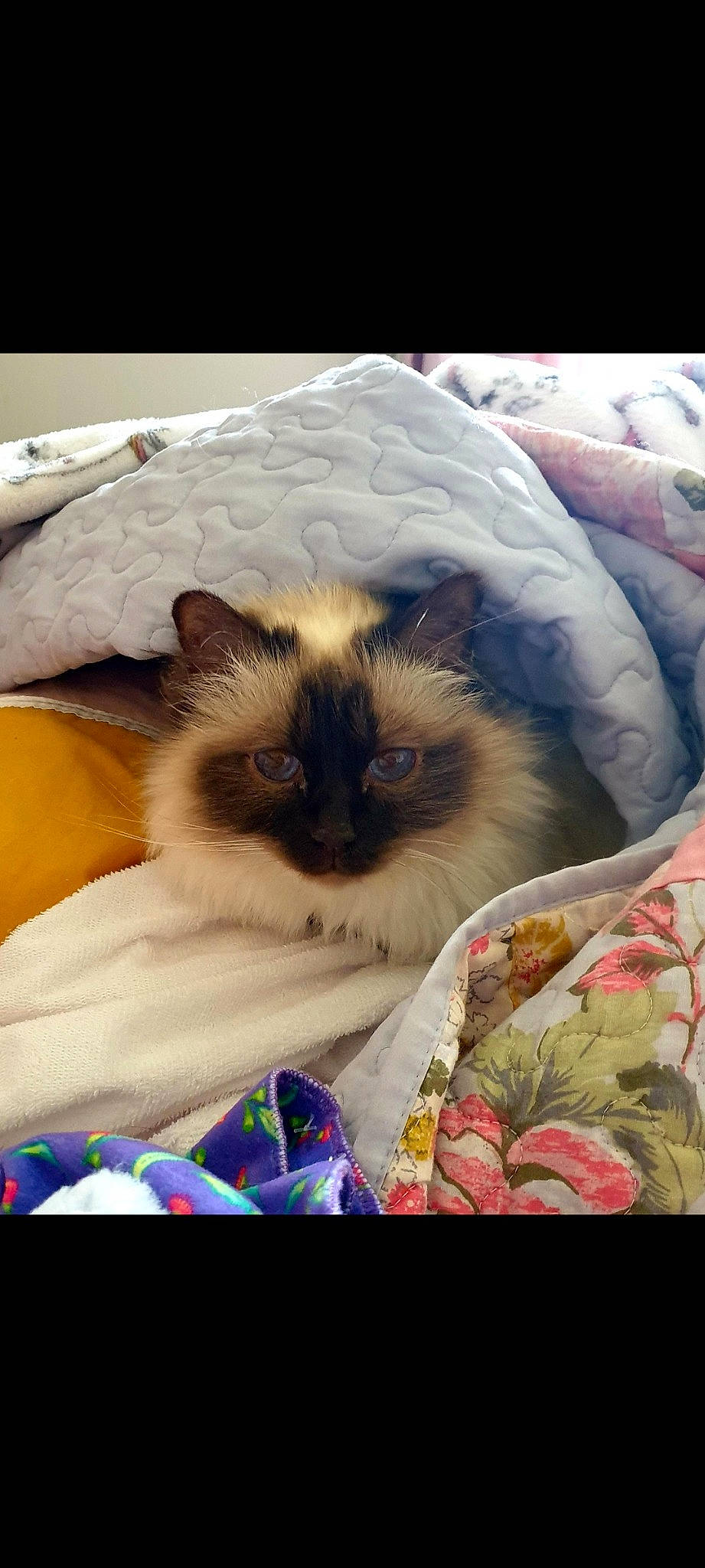 Daisy is registered to the contest to win money with this photo: balinese, birman, carnivore, cat, comfort, fawn, felidae, fur, grass, iris, linens, pattern, siamese, small_to_medium_sized_cats, snout, terrestrial_animal, textile, thai, whiskers, wildlife