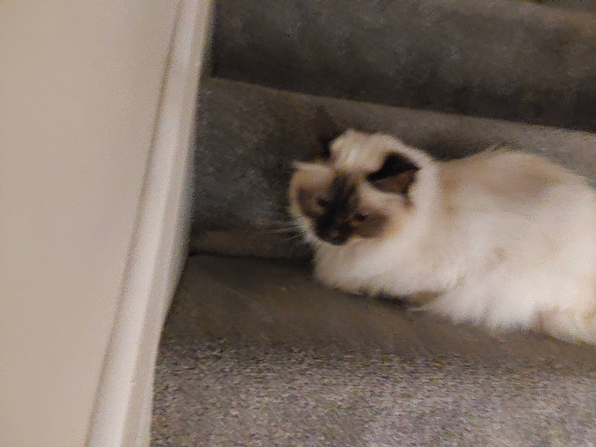 Daisy joined the competition — help win amazing prizes! balinese, birman, carnivore, cat, fawn, felidae, fur, ragdoll, siamese, small_to_medium_sized_cats, snout, tail, terrestrial_animal, thai, whiskers