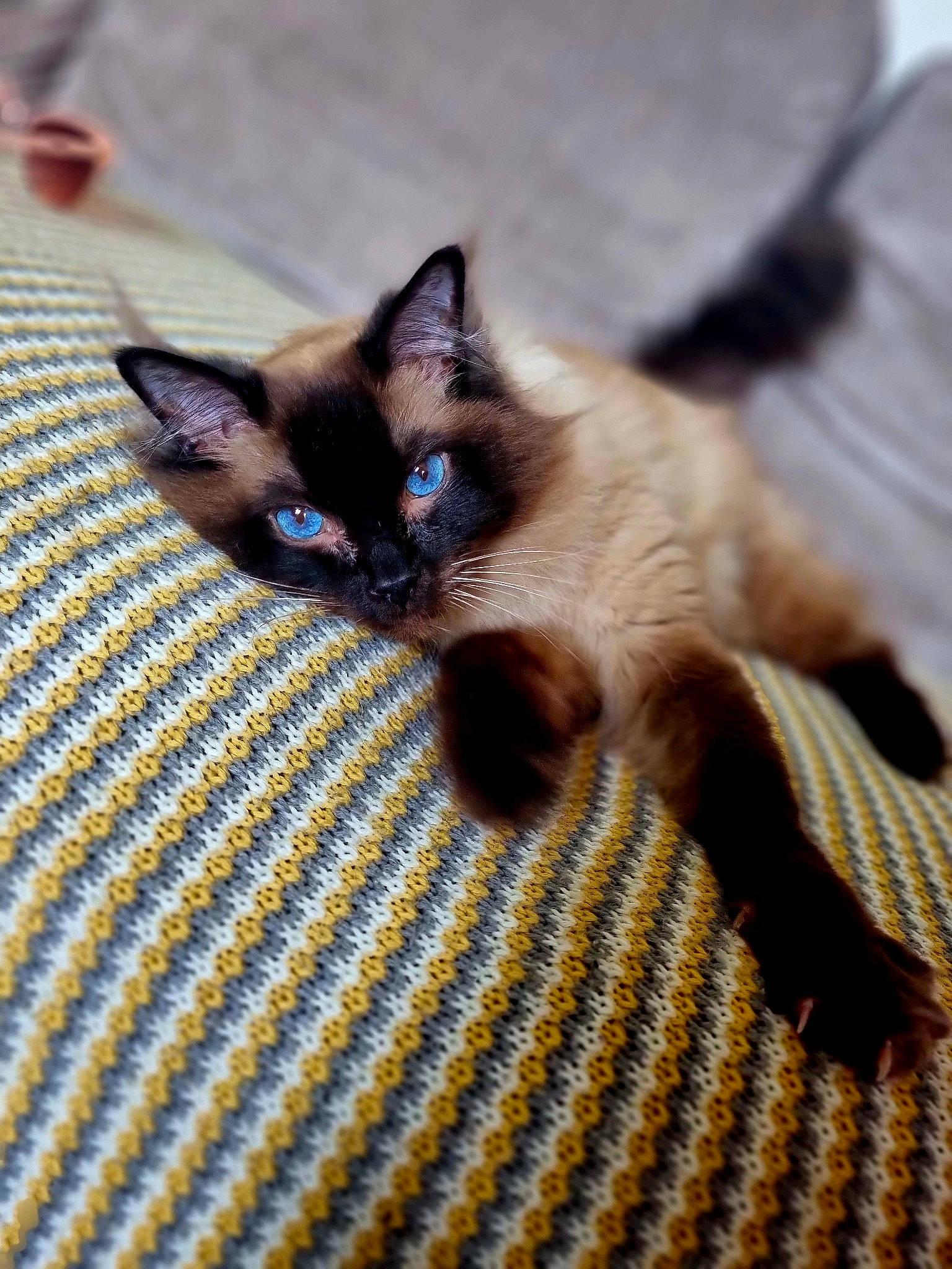 Monty joined the competition — help win amazing prizes! balinese, birman, carnivore, cat, comfort, domestic_short_haired_cat, electric_blue, fawn, felidae, flooring, fur, pattern, siamese, small_to_medium_sized_cats, snout, tail, thai, whiskers, wood, woven_fabric
