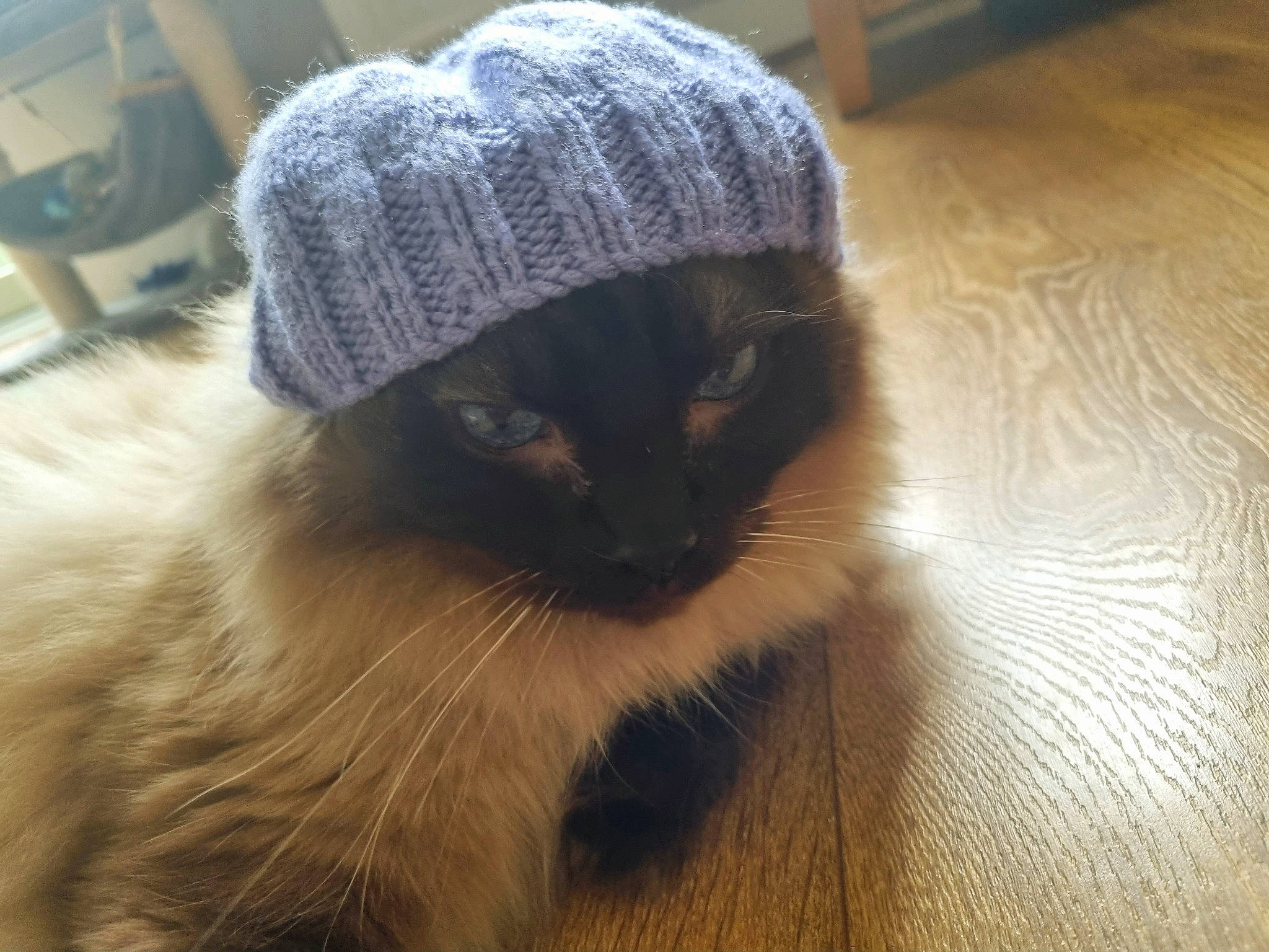 Monty joined the competition — help win amazing prizes! cap, carnivore, cat, comfort, companion_dog, domestic_short_haired_cat, eye, fawn, felidae, flooring, fur, hardwood, hat, knit_cap, paw, small_to_medium_sized_cats, snout, tail, whiskers, wood