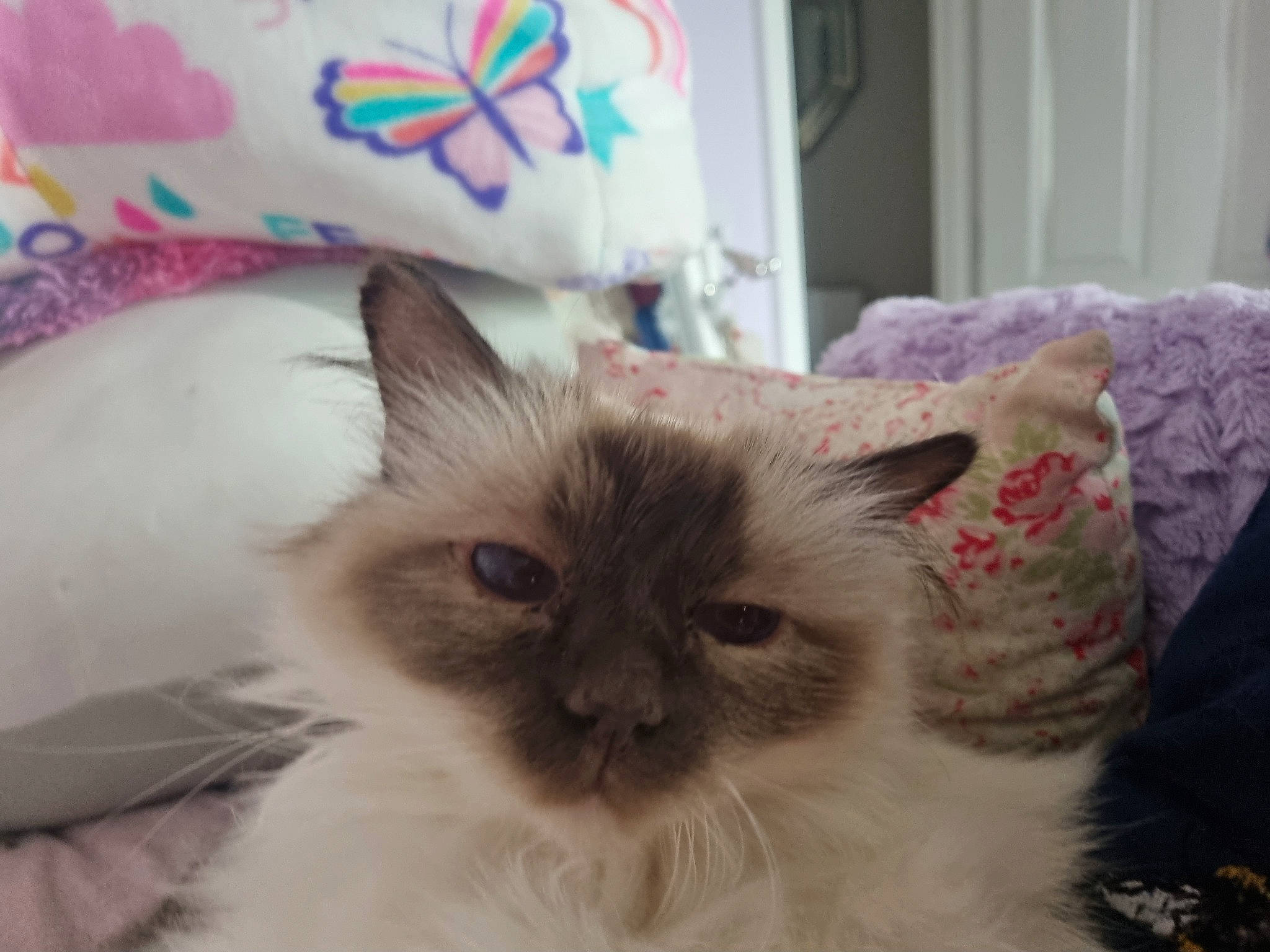 Maisy is registered to the contest to win money with this photo: arthropod, balinese, birman, butterfly, carnivore, cat, comfort, fawn, felidae, fur, insect, linens, moths_and_butterflies, paw, pet_supply, pollinator, siamese, small_to_medium_sized_cats, snout, whiskers