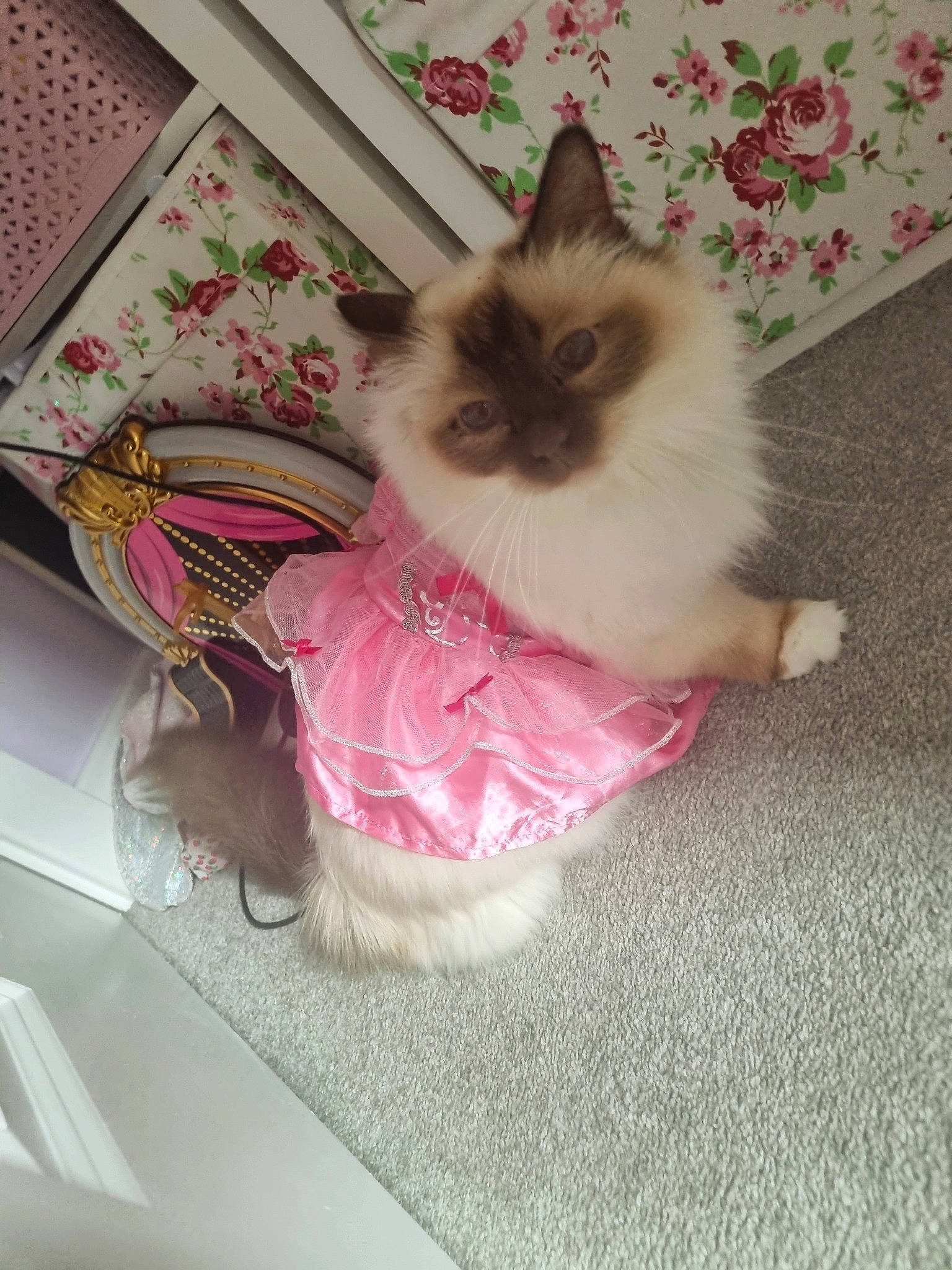 Maisy joined the competition — help win amazing prizes! balinese, birman, carnivore, cat, fawn, felidae, flooring, fur, magenta, pattern, siamese, small_to_medium_sized_cats, tail, whiskers