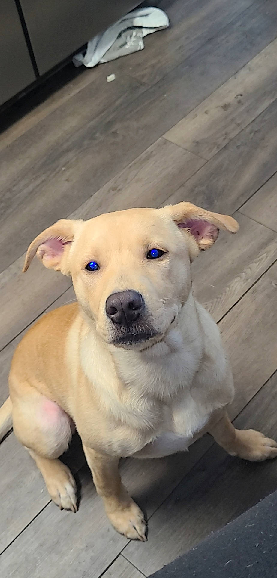 Courage joined the competition — help win amazing prizes! american_pit_bull_terrier, canidae, carnivore, companion_dog, dog, dog_breed, fawn, labrador_retriever, mammal, non_sporting_group, nose, potcake_dog, puppy, rare_breed_dog, snout, sporting_group, street_dog, tail, vertebrate, whiskers